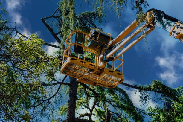 Best Tree Cabling and Bracing  in Blue Mound, IL
