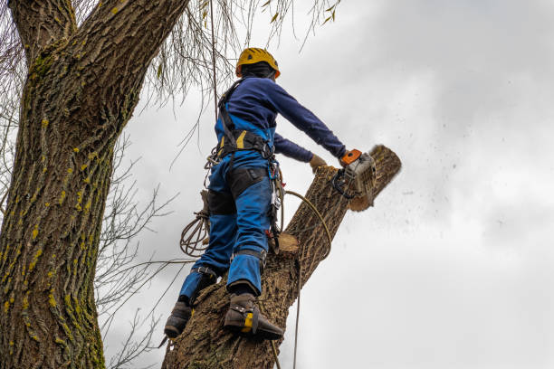 Best Seasonal Cleanup (Spring/Fall)  in Blue Mound, IL