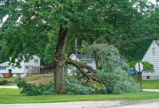 Best Tree Removal  in Blue Mound, IL