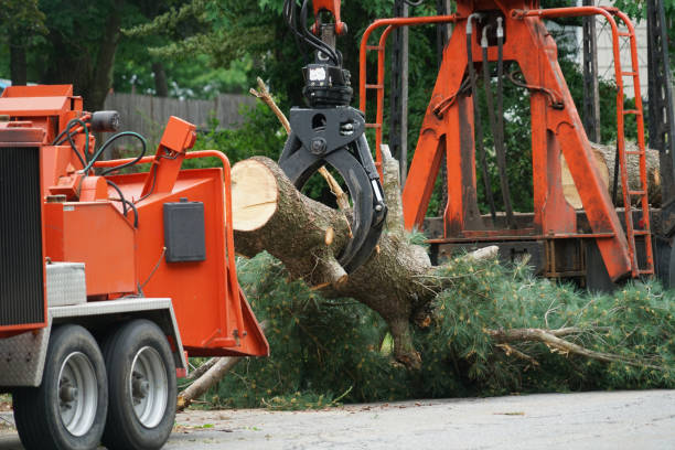 Organic Lawn Care Solutions in Blue Mound, IL